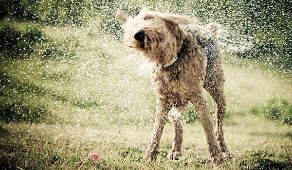 dog shaking off water