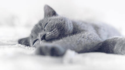 albastru/gri pisica dormind