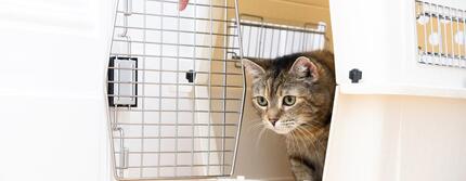 Vaccinarea pisicilor și a puilor de pisică: tot ce trebuie să știi