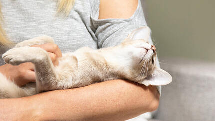  Pisica întinsă în brațele unei femei