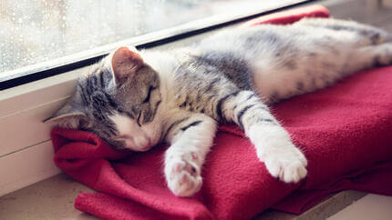 Pisicuță adormită pe o pătură roșie lângă fereastră
