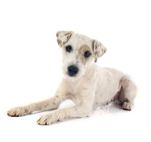 Jack russell terrier