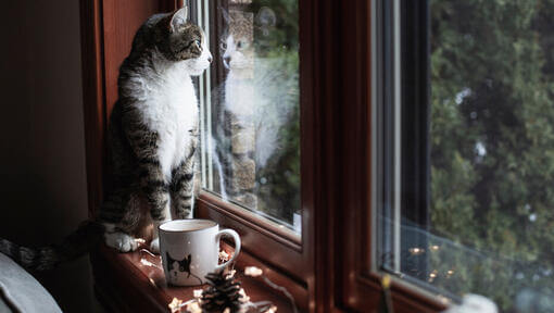 Pisică așezată pe pervazul ferestrei privind afară