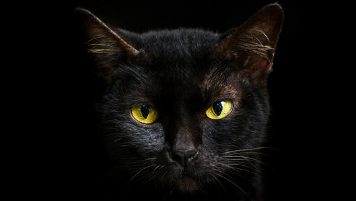 Pot pisicile să vadă în întuneric?