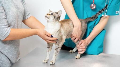 Pisica examinata la veterinari