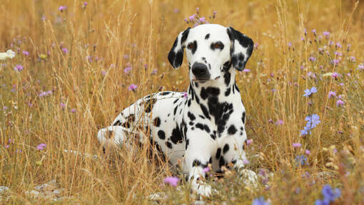 Caine Dalmatian in mediu rural