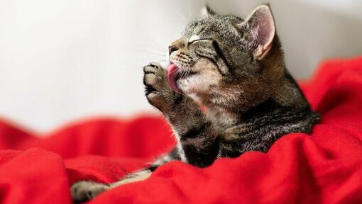 pisica care se spala cu limba