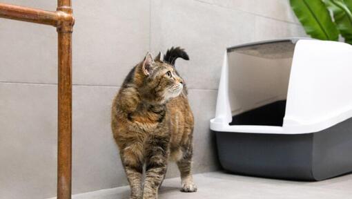 pisică mergând lângă cutia de gunoi