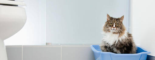 pisică așezată într-o cutie albastră din baie