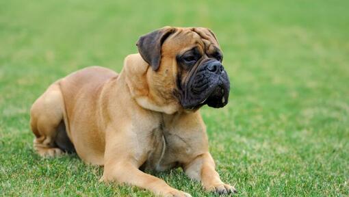 Mastiff laying at green grass