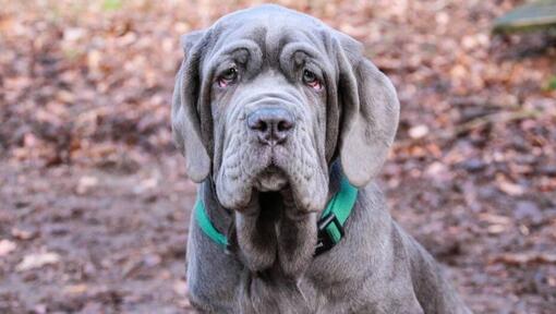 Neapolitan Mastiff with green colar