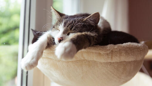 pisicuta rapid adormit pe un pat de pisica