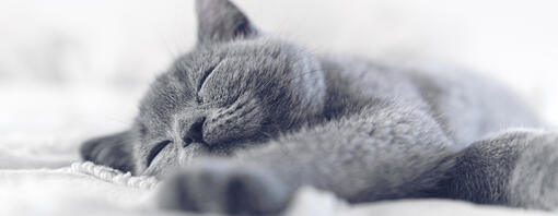 albastru/gri pisica dormind