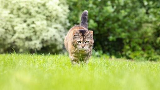 pisică mersul pe jos în iarbă