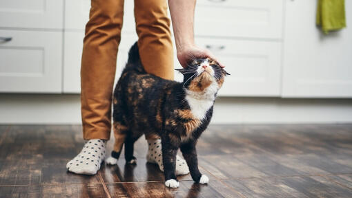pisică mângâiată între picioarele proprietarului
