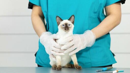 Pisică siameză blană ușoară pe masa veterinară