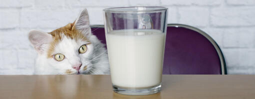 pisica se uita la lapte