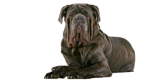 Caine Mastiff Napoletan gri, cu riduri, intins pe jos.