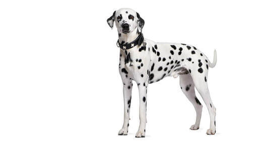 Dalmatian