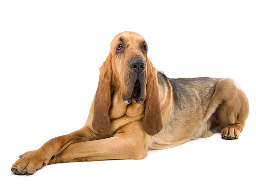 Rasa de caini Bloodhound