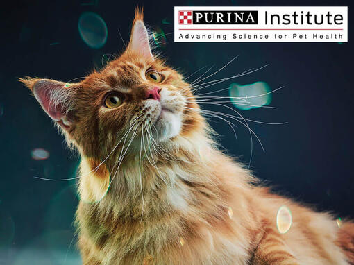 Institutul Purina și inovația