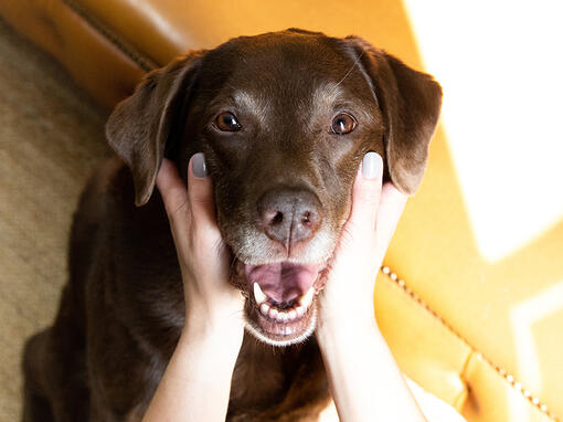 Labrador ciocolatiu senior care sta cu capul in mainile stapanului