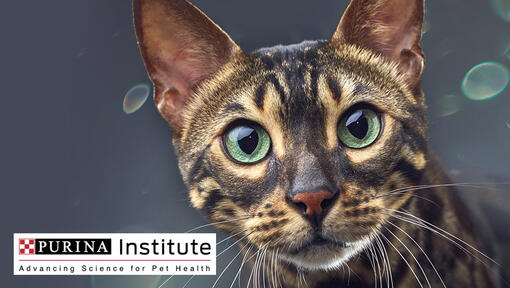 Logo-ul Institutului Purina și pisica