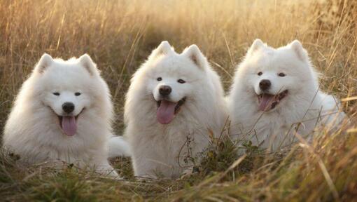 Caine hot sale siberian samoyed