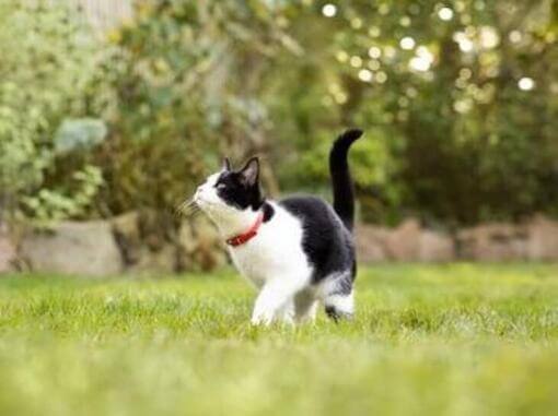 Pisică albă și neagră jucându-se în iarbă