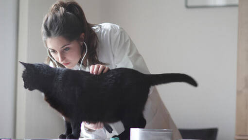  Veterinar care examinează pisica neagră