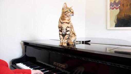 Pisica bengaleză așezată pe un pian.