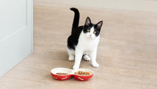 Pisică albă și neagră cu boluri de mâncare pentru pisici