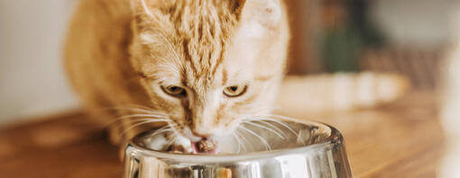 Ginger pisica mănâncă din castron