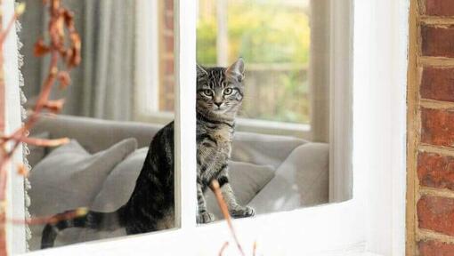Pisicuță care se uită pe fereastră acasă