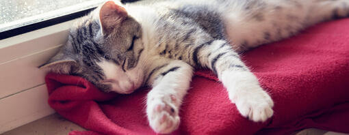 Pisicuță adormită pe o pătură roșie lângă fereastră