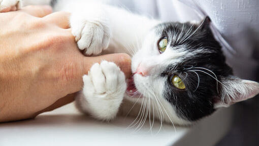 Pisica alb-negru ciugulind degetul proprietarului.