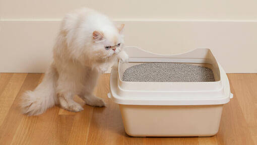 Pisică albă pășind într-un gunoi de pisică