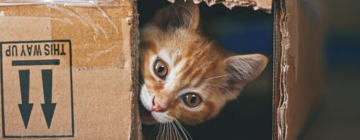 pisica ghimbir ascunsă într-o cutie de carton