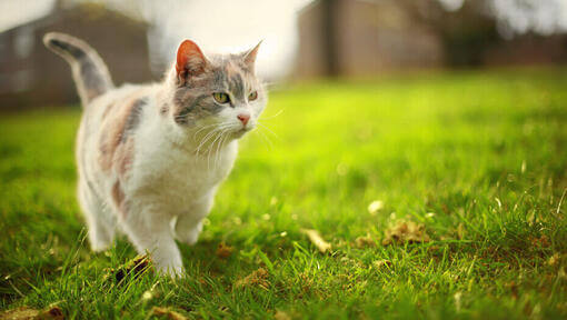 pisicuta mergand pe iarba