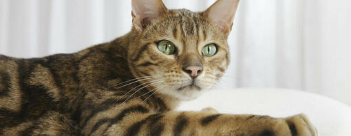 prim-plan al unei pisici bengale cu ochi verzi