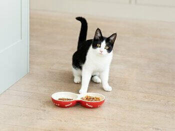  Pisica alb-negru cu hrana pentru pisici in boluri