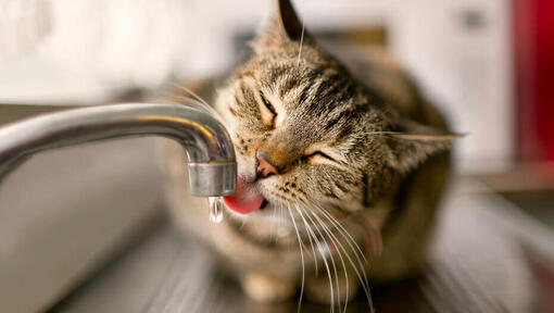 pisica maronie bea apa de la robinet