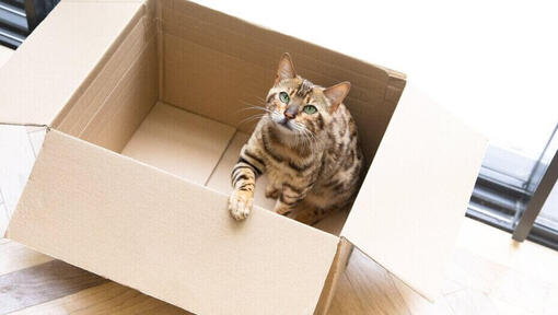 Pisica bengala așezată într-o cutie de carton.