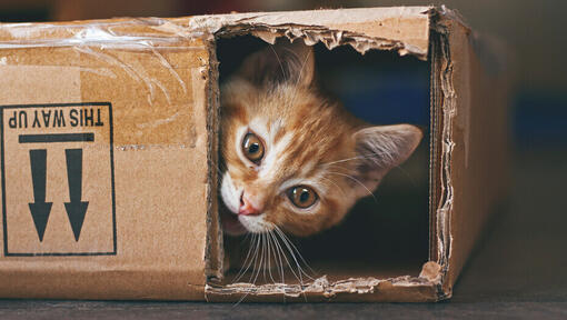  Pisica ghimbir ascunsă într-o cutie de carton.