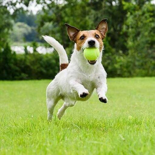 Jack russell terrier